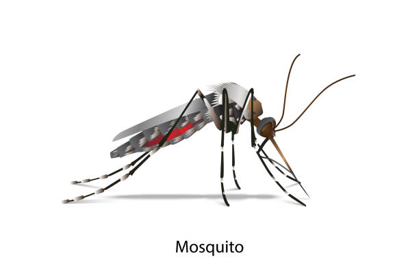 stockillustraties, clipart, cartoons en iconen met mosquito vector - muggen