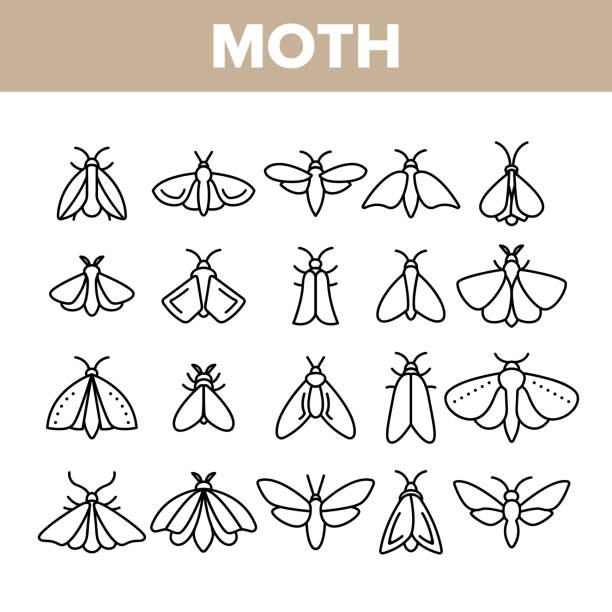 Moth, Insects Entomologist Collection Vector Linear Icons Set Moth, Insects Entomologist Collection Vector Linear Icons Set. Moth Species And Types Outline Cliparts. Flying Insects With Wings Pictograms Collection. Butterflies Thin Line Illustration moth stock illustrations