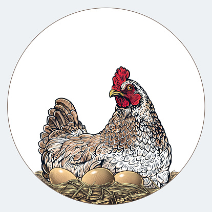 Mother hen sitting on a nest with eggs, drawn in an engraving style.