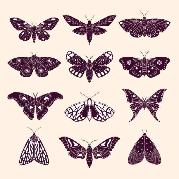 moths and butterflies Set of hand drawn moths and butterflies in doodle style moth stock illustrations