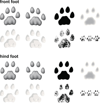 Mountain lion footprints