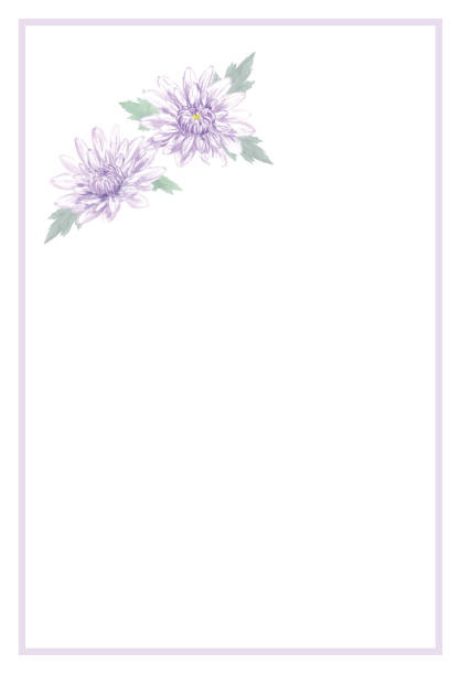 stockillustraties, clipart, cartoons en iconen met rouwende prentbriefkaartsjabloon van chrysant. - rouwkaart