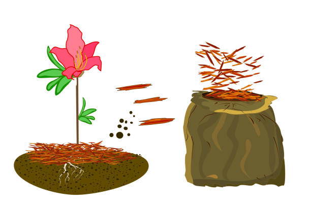 ilustraciones, imágenes clip art, dibujos animados e iconos de stock de concepto de jardinería mulch con azalea, mantillo rojo y bolsa aislada sobre fondo blanco. - mulch