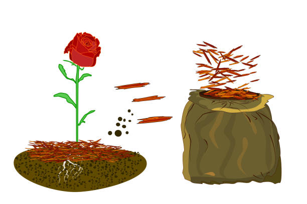 ilustraciones, imágenes clip art, dibujos animados e iconos de stock de concepto de jardinería mulch con rosa, mantillo rojo y bolsa aislada sobre fondo blanco. - mulch
