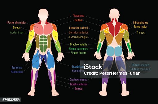 Human Body Diagram Front And Back Vector Free Ai Svg And Eps