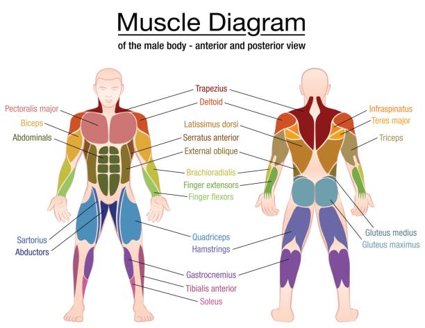 Best Muscle Illustrations, Royalty-Free Vector Graphics & Clip Art - iStock