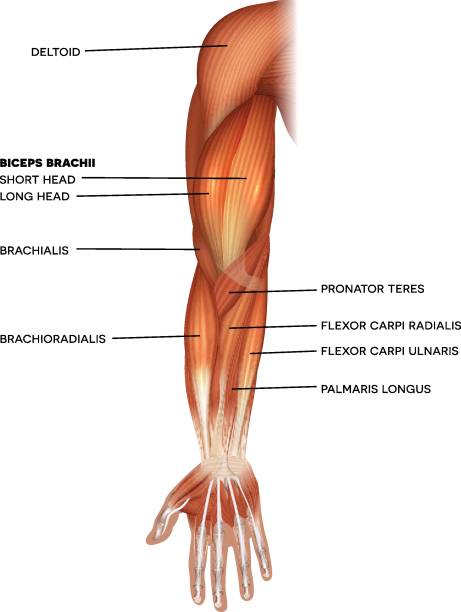 otot tangan dan lengan - tangan anggota tubuh ilustrasi stok