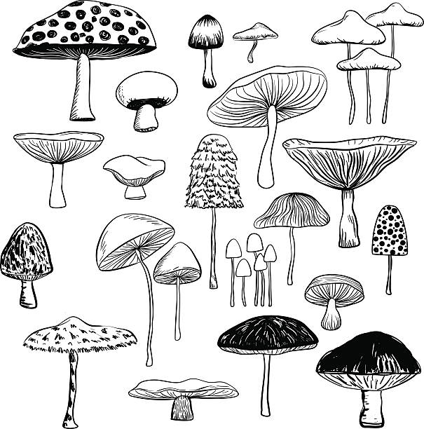 Mushroom collection Line art drawing of different kinds of mushrooms. mushroom stock illustrations