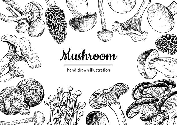 Mushroom hand drawn vector frame. Isolated Sketch organic food d Mushroom hand drawn vector frame. Isolated Sketch organic food drawing template. Champignon, morel, truffle, enokitake, porcini, oyster, chanterelle, shiitake. Great for menu, label, product packaging fungus stock illustrations