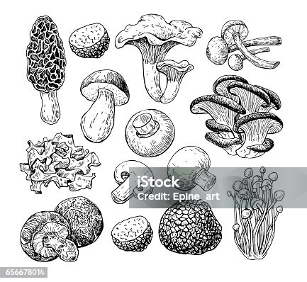 istock Mushroom hand drawn vector illustration. Sketch food drawing iso 656678014