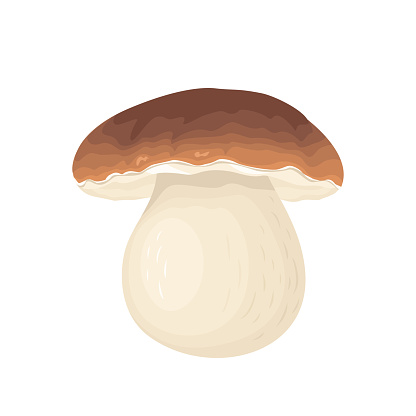 Mushroom isolated on white background. Vector cartoon flat illustration. Icon of Porcini or Boletus.