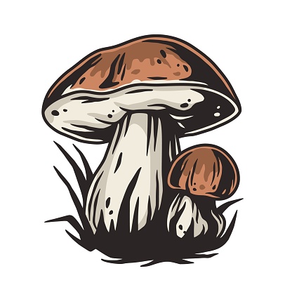 Mushroom picking porcini, cep or boletus fungi