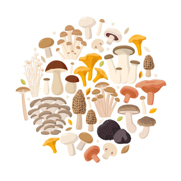 Mushrooms collection of vector flat illustrations isolated on white in round. Cep, chanterelle, honey agaric, enoki, morel, oyster mushrooms, King oyster, shimeji, champignon, shiitake, black truffle Edible Mushrooms big collection of vector flat illustrations isolated on white background composed in round. Cep, chanterelle, honey agaric, enoki, morel, oyster mushrooms, King oyster, shimeji, champignon, shiitake, black truffle. enoki mushroom stock illustrations