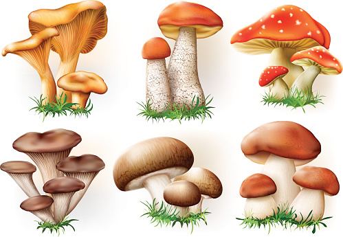 mushrooms collection
