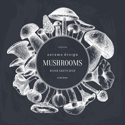 Mushrooms design on chalkboard