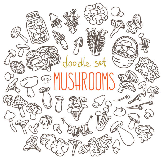 Mushrooms doodles set. Hand drawn vector illustration isolated on white background enoki mushroom stock illustrations