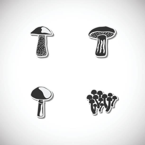 Mushrooms set of velcro magnets. Vector illustration fresh truffles online stock illustrations