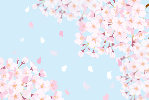 Mysterious background material of cherry blossoms in full bloom