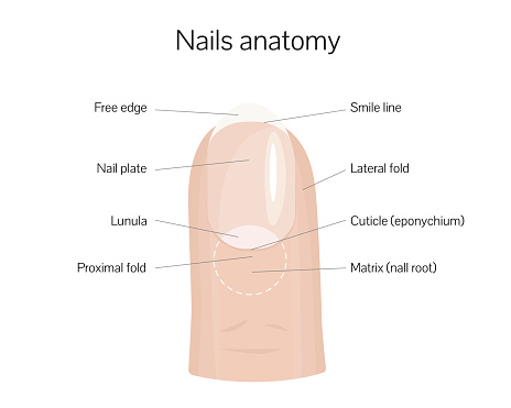 Nail anatomy structure training poster flat style design vector illustration.