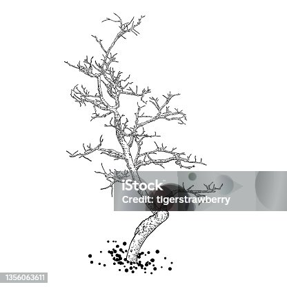 istock Naked tree. Hand drawn isolated shape of the tree stem without leaves or needles. Winter season tree or dead old plant after fire. Dropped sick or burnt dry foliage. Vector. 1356063611