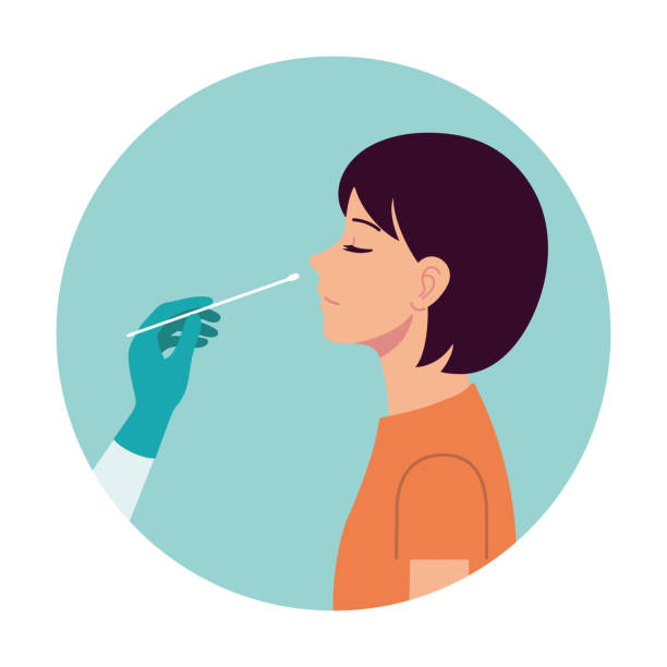 Nasal swab laboratory test,Study of patients stock illustration, Medical Test, Nose, Scientific Experiment, Cotton Swab, Virus Nasal swab test. Diagnosis of corona virus. A doctor wearing medical gloves conducts the analysis from the person's nose. Hospital lab. A person expresses a test. Flat vector. covid 19 illustrations stock illustrations