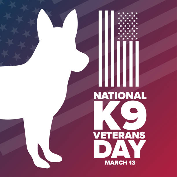 National K9 Veterans Day. March 13. Holiday concept. Template for background, banner, card, poster with text inscription. Vector EPS10 illustration. National K9 Veterans Day. March 13. Holiday concept. Template for background, banner, card, poster with text inscription. Vector EPS10 illustration national dog day stock illustrations