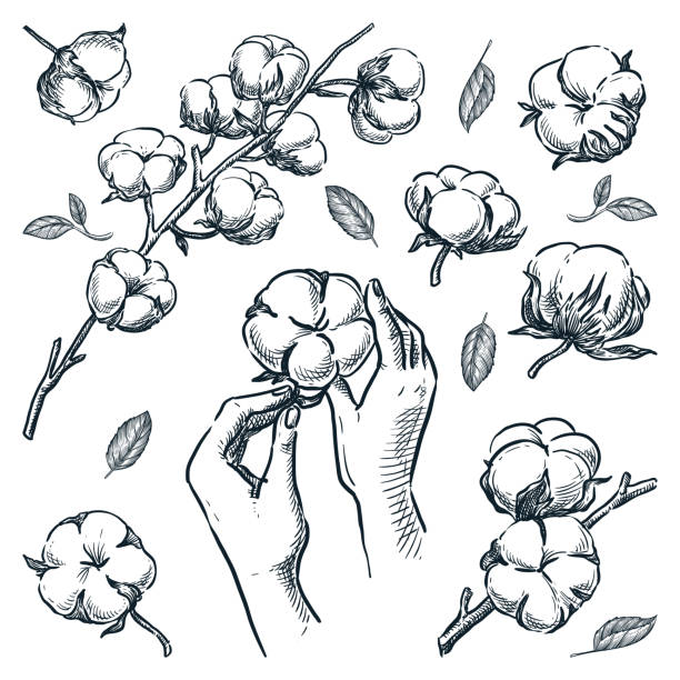 Natural stem with cotton raw flowers. Human hands holding soft cotton ball. Vector hand drawn sketch illustration Natural stem with cotton raw flowers. Human hands holding soft cotton ball. Organic design elements set isolated on white background. Vector hand drawn sketch illustration cotton stock illustrations