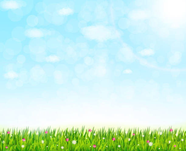 Nature background with green grass and flowers. Vector illustration vector art illustration