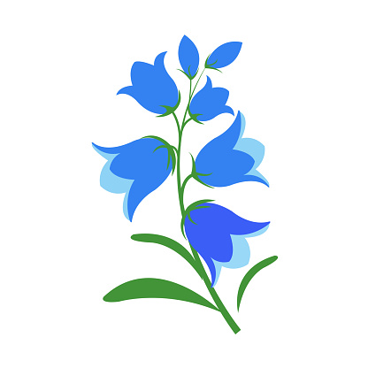 Nature flower bluebell flower, vector botanic garden floral leaf plant.