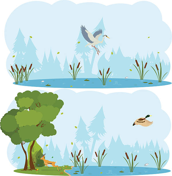nature scenes. Scene lakes and swamps with living birds nature scenes. Scene lakes and swamps with living birds. Heron flying over the lake. duck is flying over the marsh. vector duck pond stock illustrations