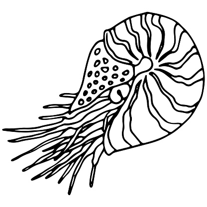 Nautilus pompilius doodle