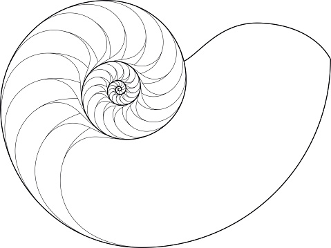 Nautilus (Logarithmic spiral drawing)