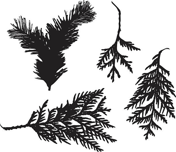 needles on branches file_thumbview_approve.php?size=1&id=17089022 cedar tree stock illustrations