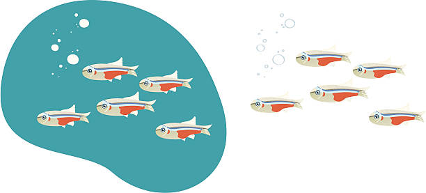 Neon Tetra Fish vector art illustration