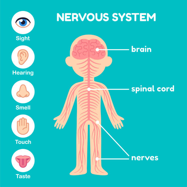 Nervous system anatomy for children Nervous system, educational anatomy infographic chart for kids. Nerves, spinal cord, brain and the five senses. Simple cartoon style illustration. central nervous system stock illustrations