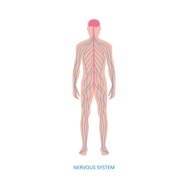 Nervous system - cartoon diagram of male human body with blue nerve lines Nervous system - cartoon diagram of male human body nerves structure with blue nerve line network running along spinal cord from brain. Isolated flat vector illustration. human nervous system stock illustrations