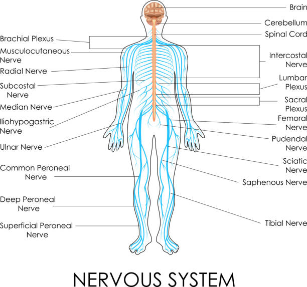 Nervous System vector illustration of diagram of nervous system human nervous system stock illustrations