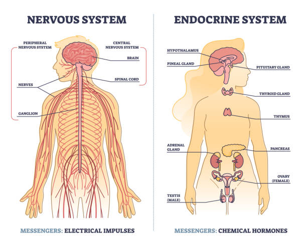Nervous system vs endocrine with messengers differences outline diagram vector art illustration