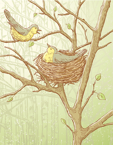 nesting birds
