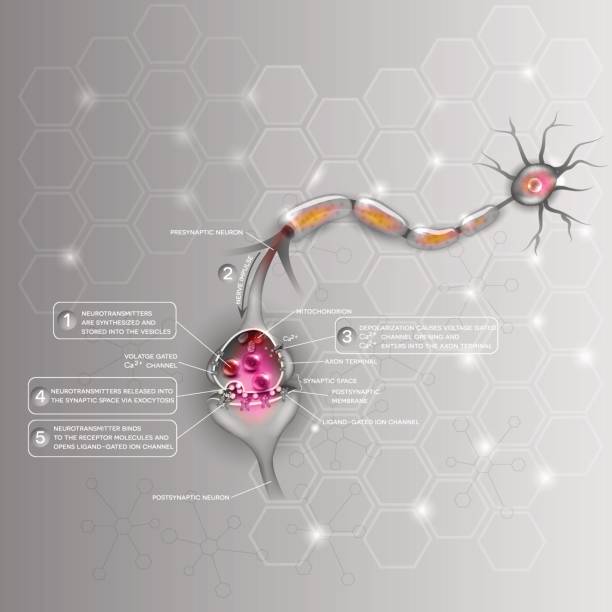 Neuron Synapse detailed anatomy, beautiful colorful illustration. Neuron passes signal to another neuron. Abstract scientific background. neurotransmitter stock illustrations