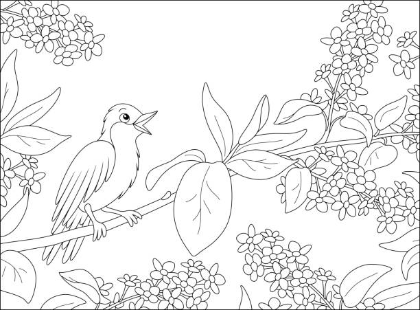 Nightingale singing on a branch with flowers Twittering small thrush perched on a spring blooming tree, black and white vector cartoon illustration for a coloring book page flower coloring pages stock illustrations