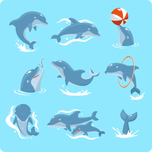 Nine Dolphin set collection playing with ball and ring Nine Dolphin set collection, with dolphin playing with ball, with red ring, jumping, two dolphins, and swimming vector illustration. dolphin stock illustrations