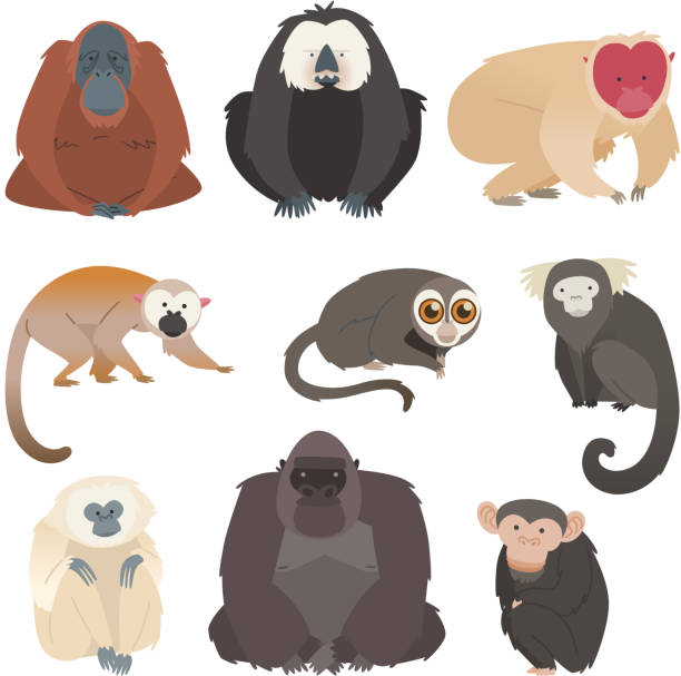 Nine monkey ape collection Ape and monkey collection. With monkeys in different species and sizes, like: Pygmy Marmosets, Spider Monkey, Tufted Capuchins, White-faced Saki Monkey, Golden Lion Tamarin, Night Monkey, Howler Monkey, Patas Monkey, Colobus Monkey vector illustration.  gorilla stock illustrations