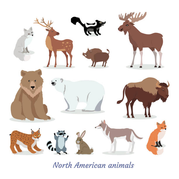 North American Animals Cartoon Flat Icons Set North American animals cartoon set. Deer, moose, fox, wild boar, bison, wolf, raccoon, hare, lynx, skunk flat vectors isolated on white background. North America fauna species collection herbivorous stock illustrations