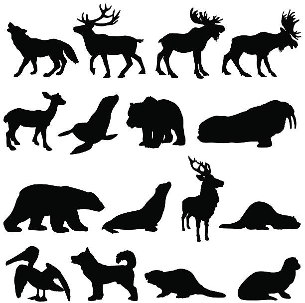 North American animals silhouette set 2 Vector silhouettes of North American animals, many can be found in Alaska and Canada. animal wildlife stock illustrations
