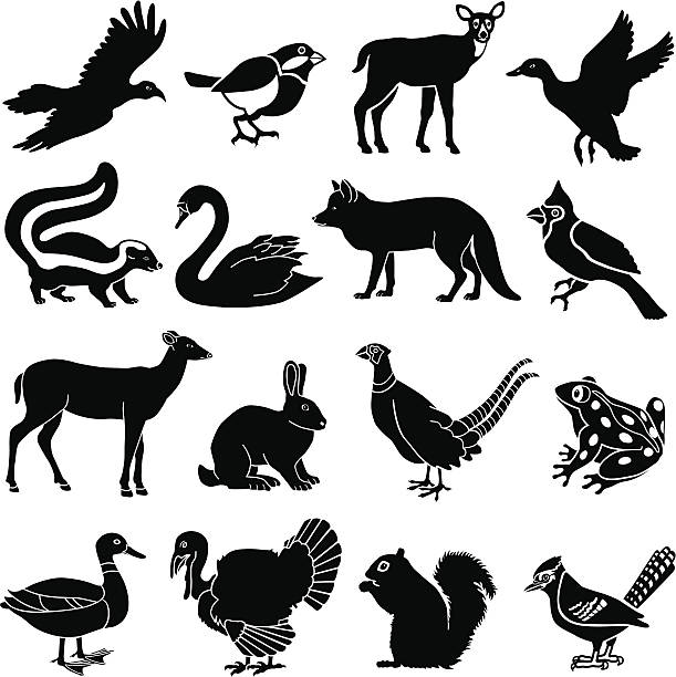 North American animals Vector icons of a variety of north American animals. frog clipart black and white stock illustrations