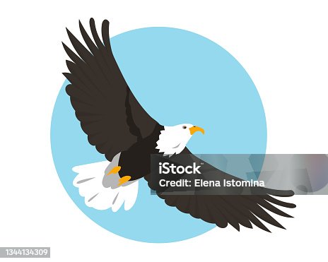 istock North American Bald Eagle flying in sky. Bird icon 1344134309