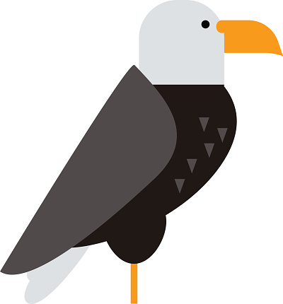 North American bald eagle raptor wildlife bird and hawk predator