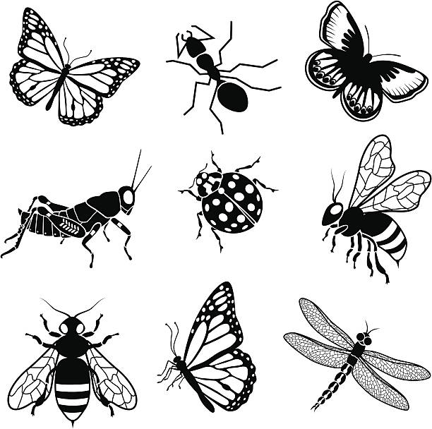 North American insects Vector illustrations of various North American insects: monarch butterfly, ant, Karner blue butterfly, grasshopper, ladybug, bee, and dragonfly. butterfly insect illustrations stock illustrations