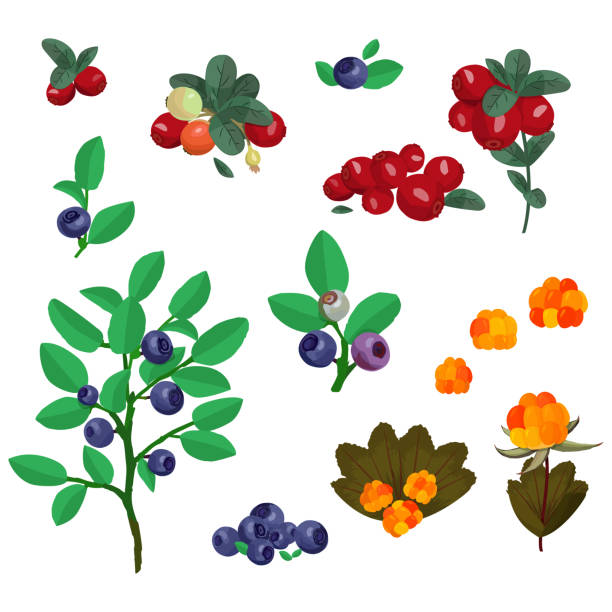 北漿果收集藍莓,牛莓和雲莓。五顏六色的向量森林植物。 - 芬蘭拉普蘭區 幅插畫檔、美工圖案、卡通及圖標